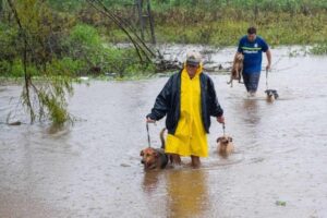Solidariedade: Grupo Nilton Lins lança campanha para ajudar animais afetados pela enchente no RS